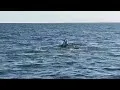 Delfini a Caorle (Ve)14-06-2022