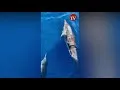 Delfini nelle acque di Campomarino di Maruggio