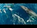 Drone Films Dolphins Surfing on Front of Humpback Whale off Dana Point California