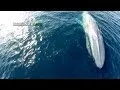 Drones Over Blue Whales, Gray Whales in Surf, Megapod of Dolphins off Dana Point Whale Watching