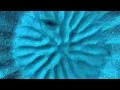 Nature’s greatest artist One talented pufferfish hopes to impress a female with his masterpiece