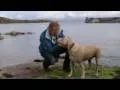Tory Island dog swimming with dolphin