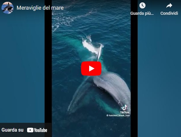 Meraviglie del mare